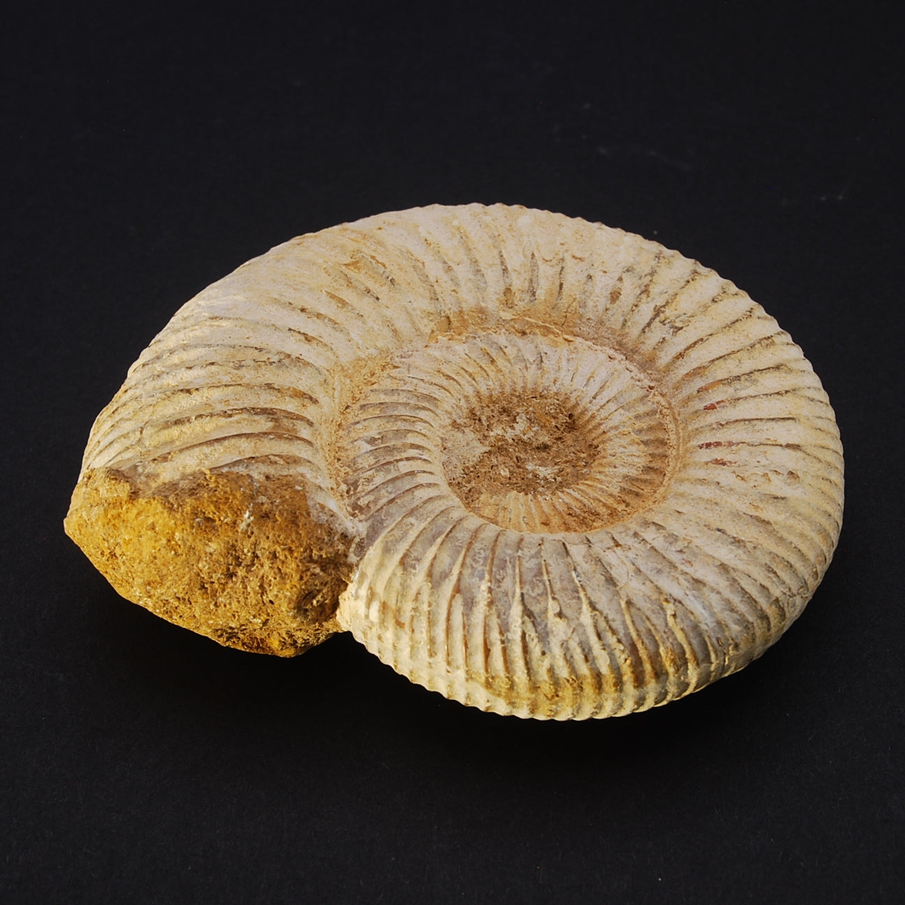 AMMONITE BRUTE