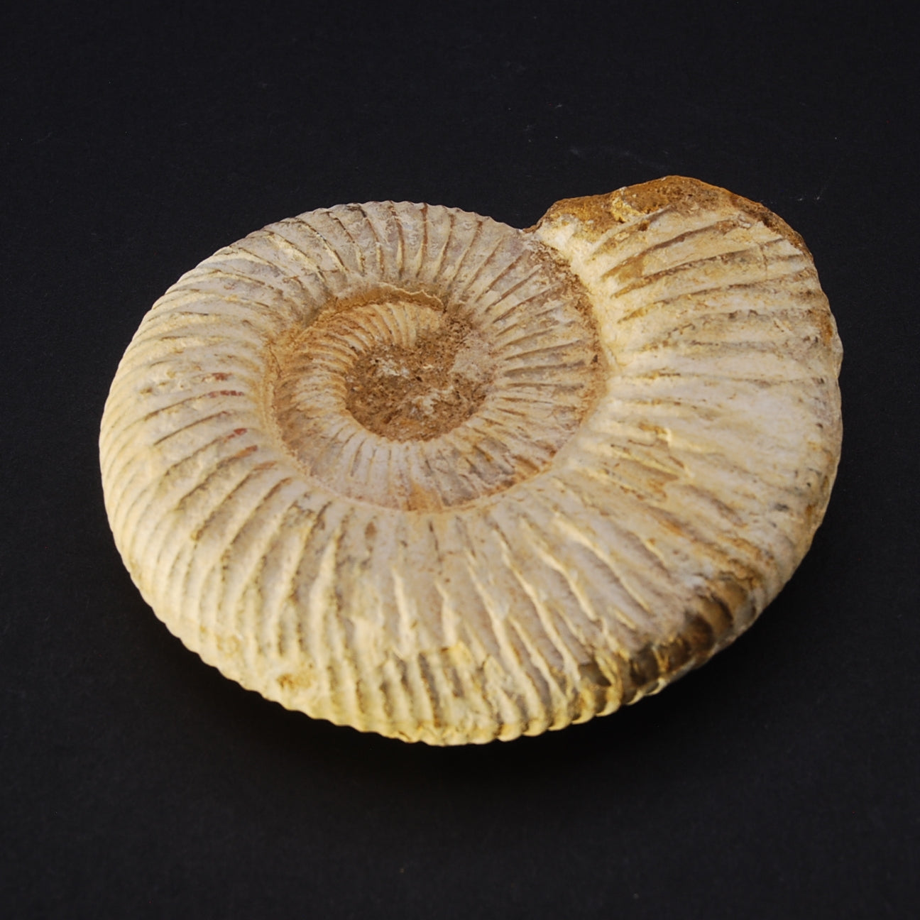 AMMONITE BRUTE