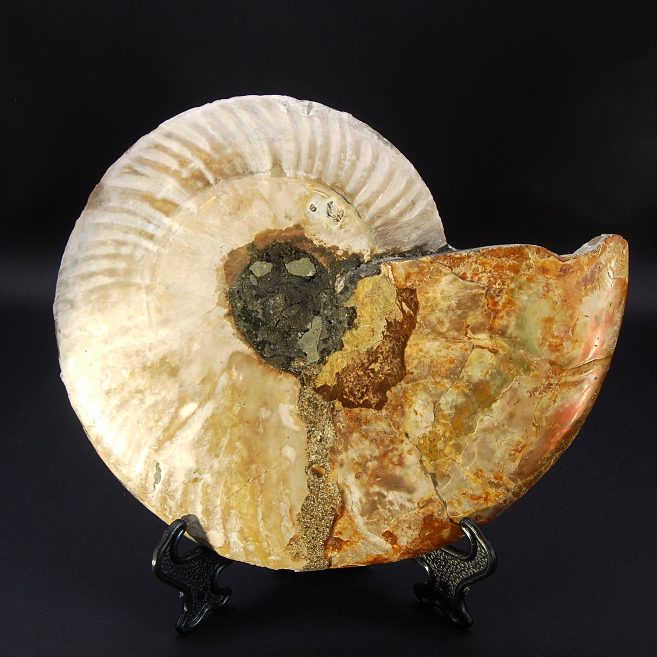AMMONITE XL