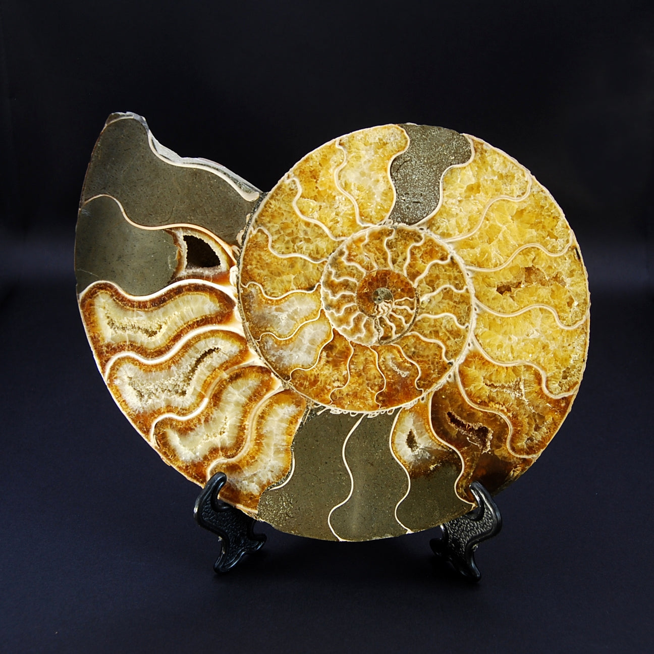 AMMONITE XL