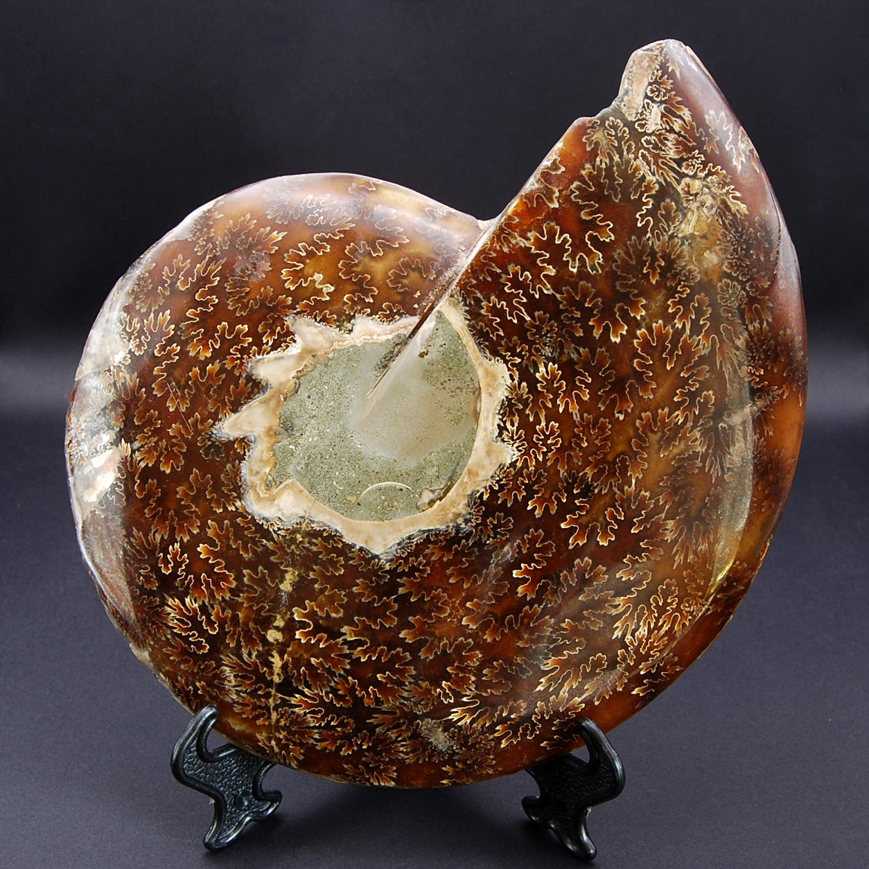AMMONITE XL "AA"