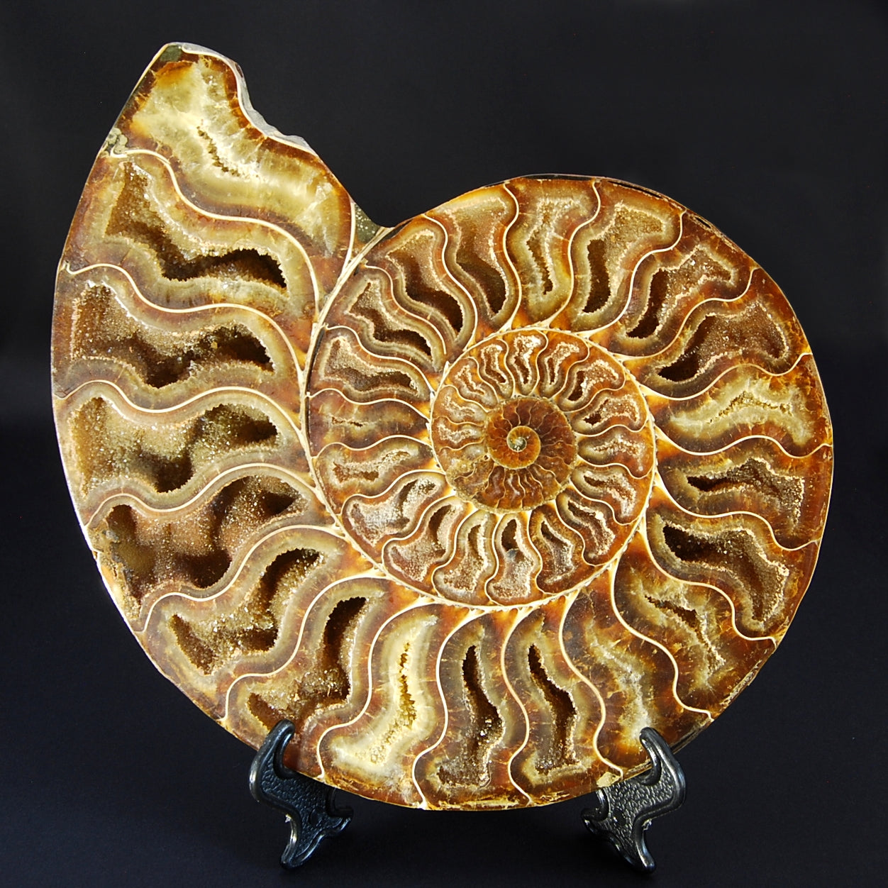 AMMONITE XL "AA"