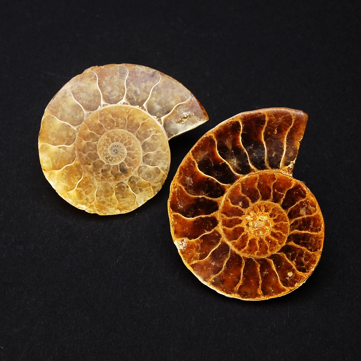 AMMONITE - Size S