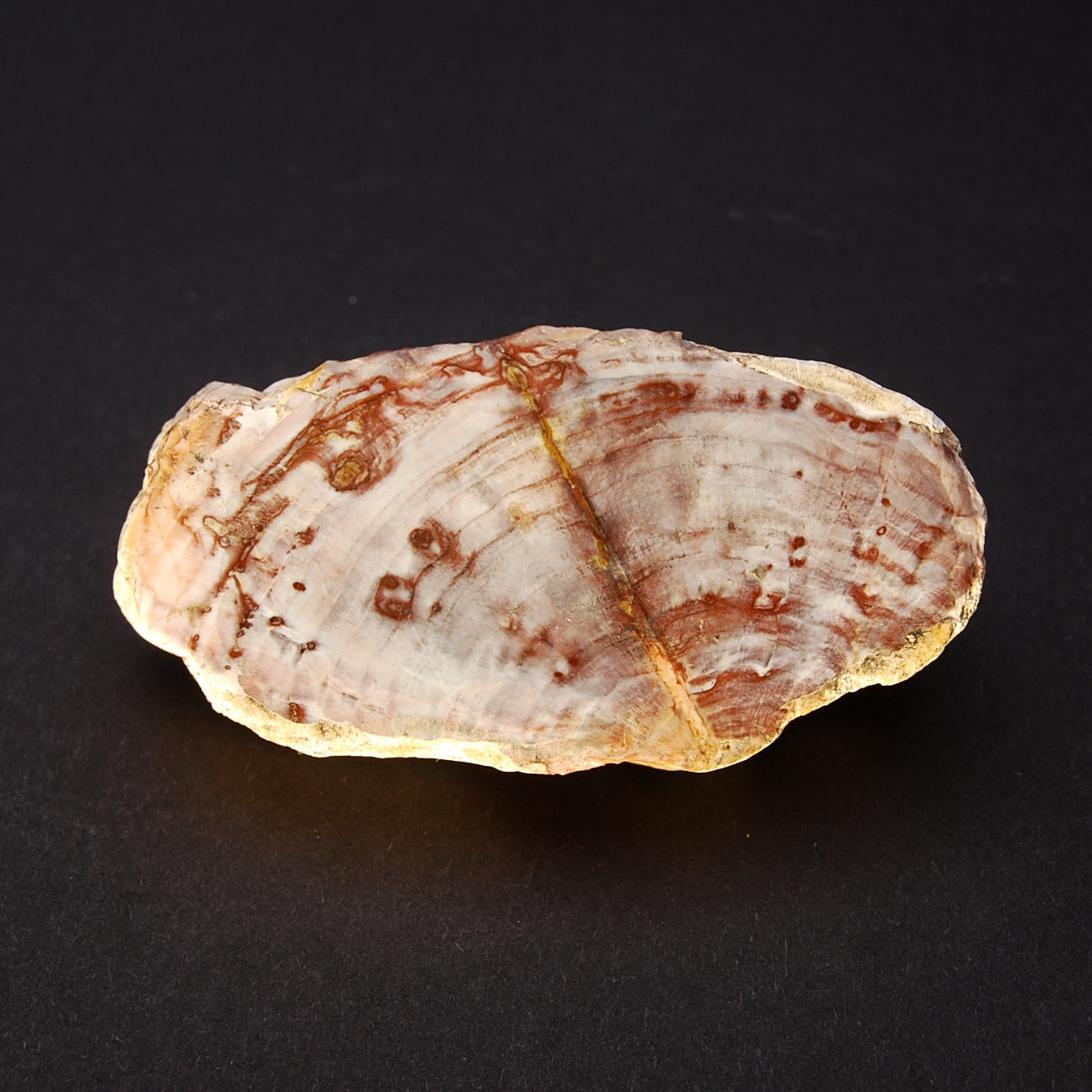 BOIS PÉTRIFIÉ - Taille M