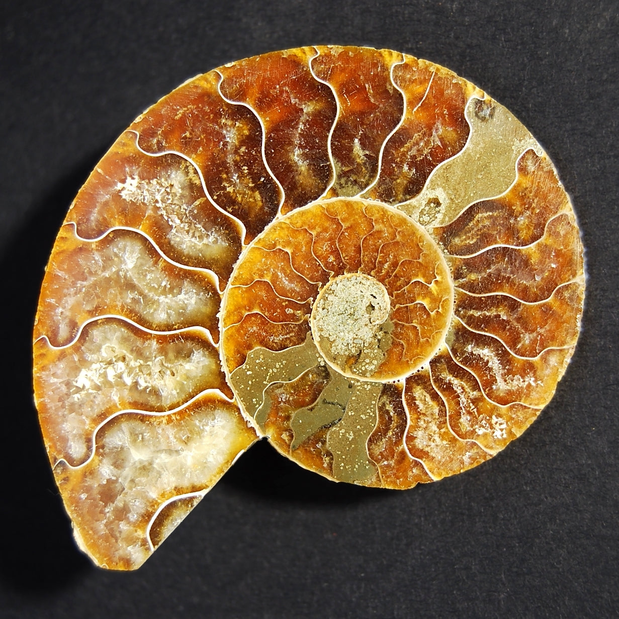 AMMONITE Taille M