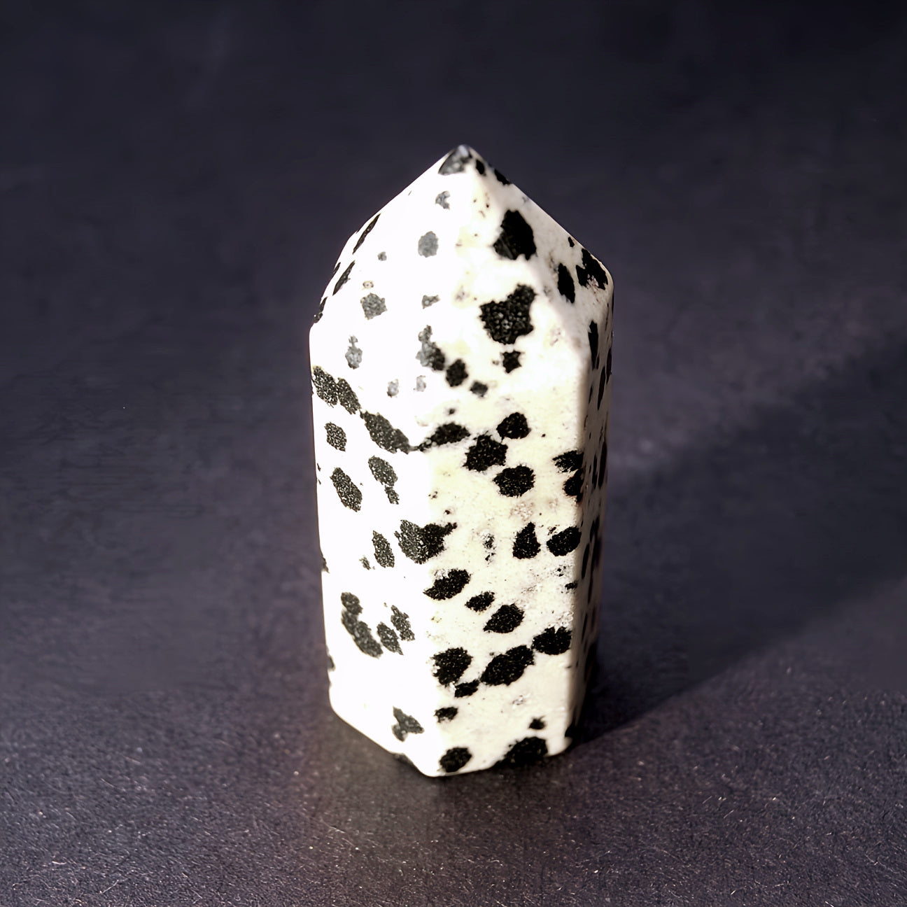 DALMATIAN JASPER XS