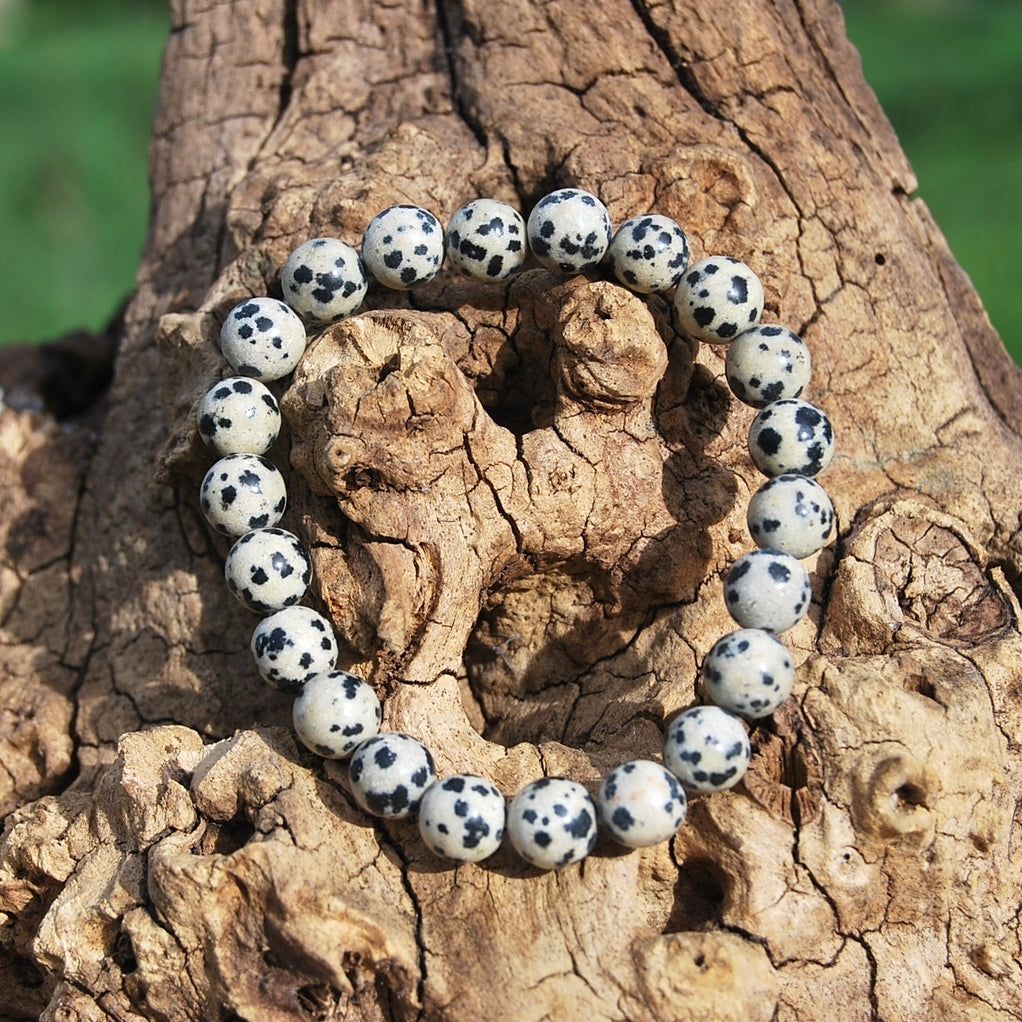 JASPE DALMATIEN