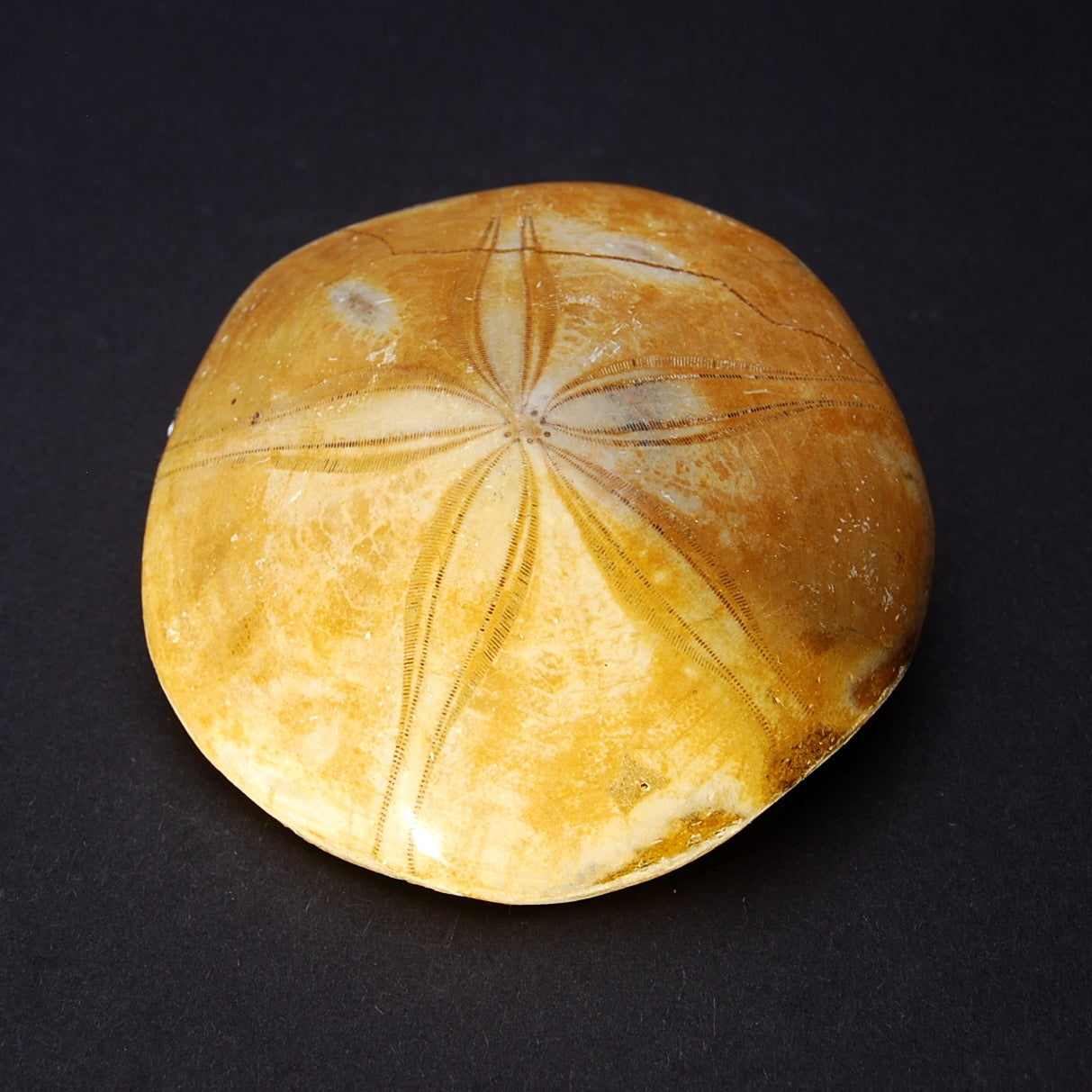 SEA URCHIN
