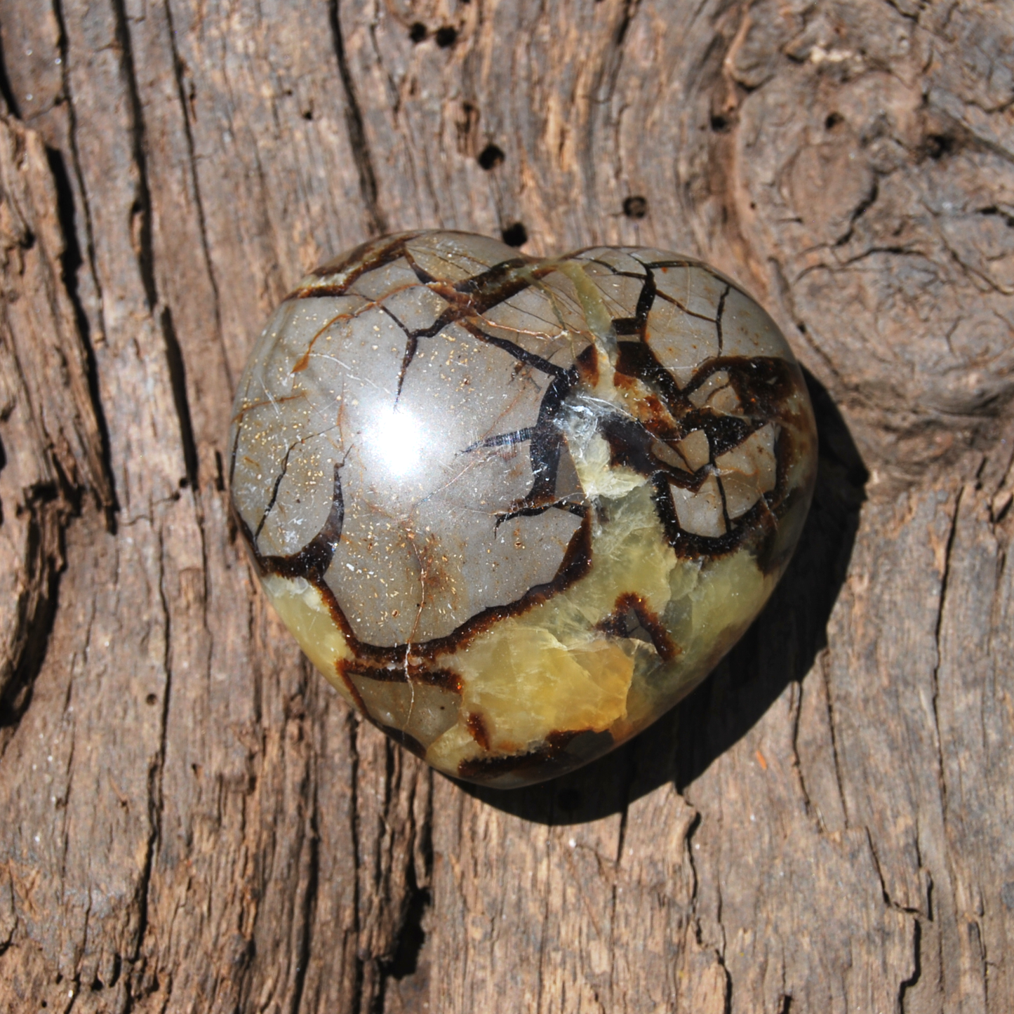 SEPTARIA + CALCITE