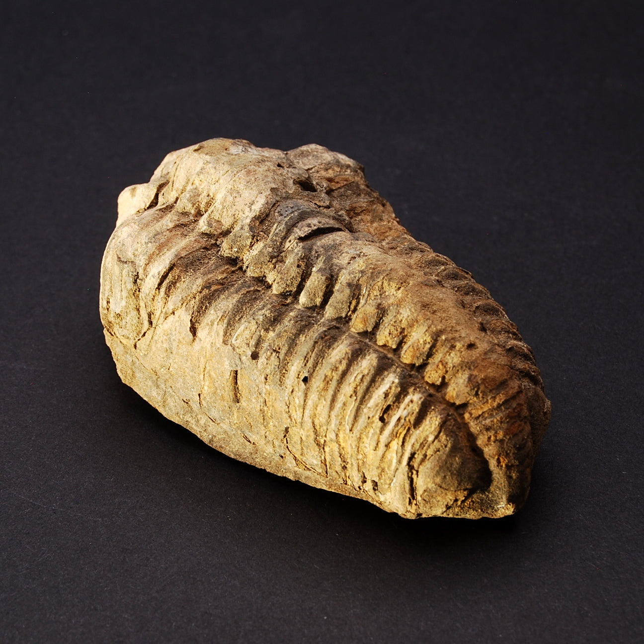 TRILOBITE