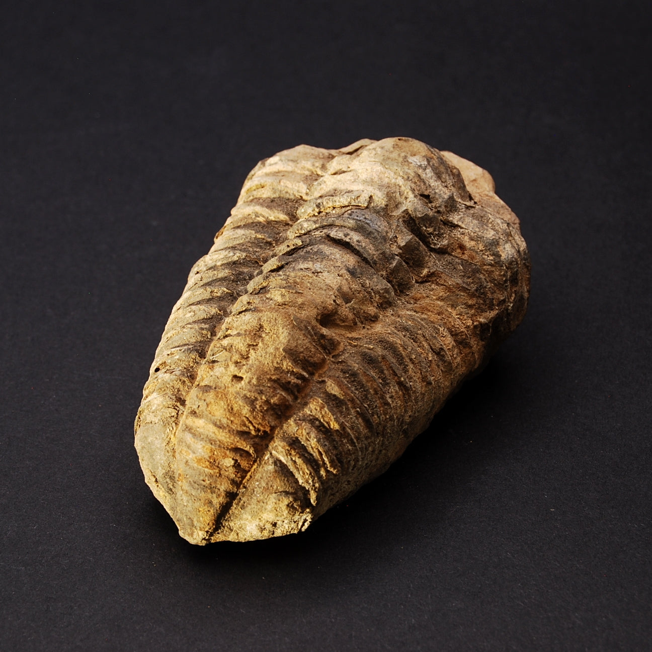 TRILOBITE
