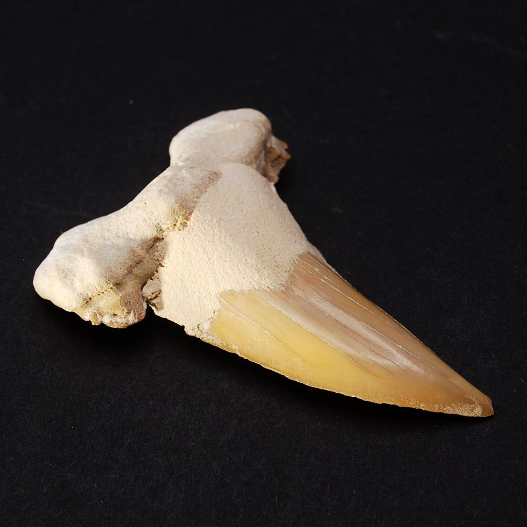 SHARK TOOTH