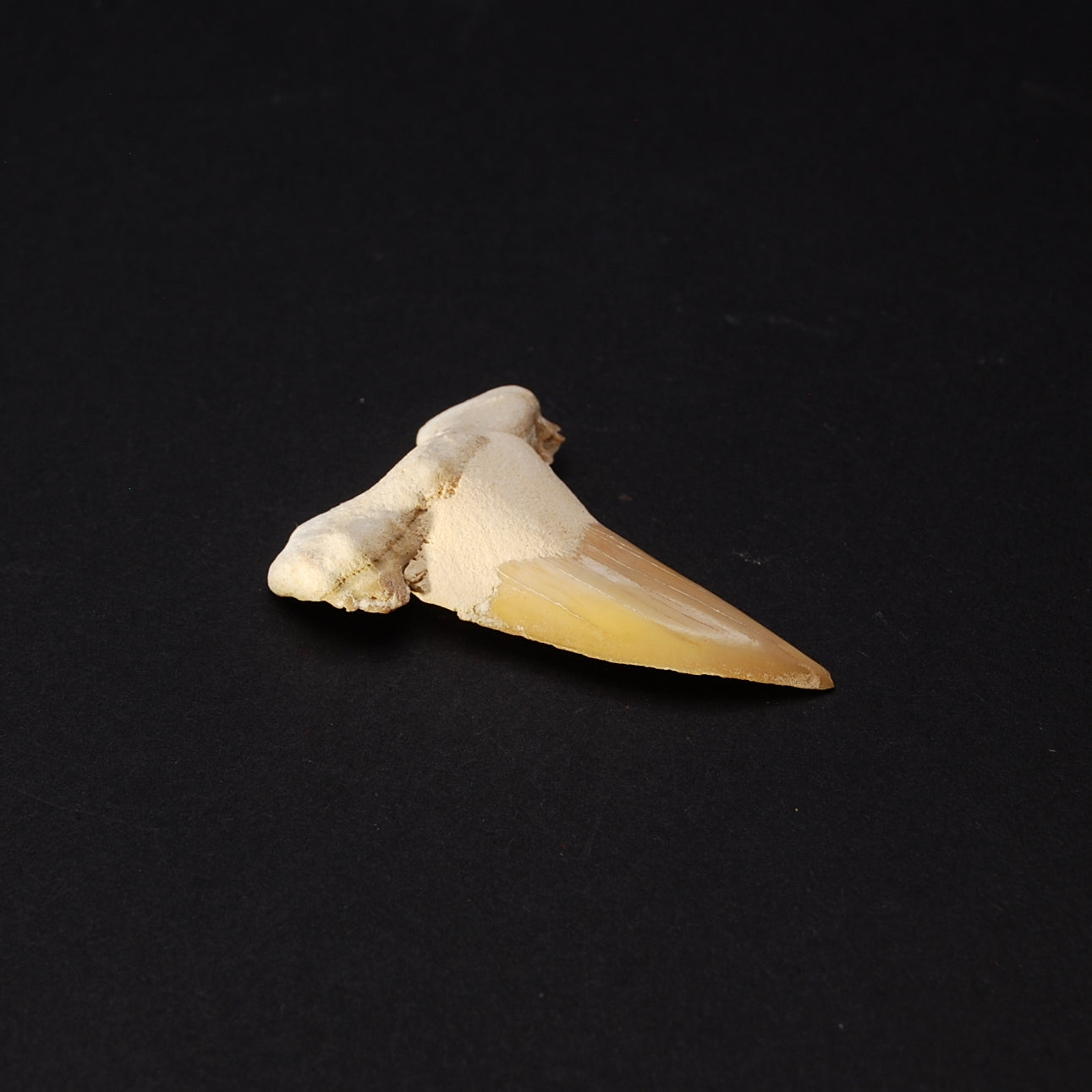 SHARK TOOTH